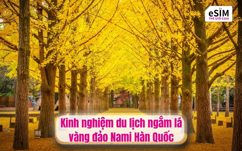 Kinh nghiệm du lịch ngắm lá vàng đảo Nami Hàn Quốc